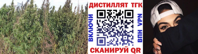 ТГК THC oil  Купить закладки  Губаха 